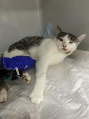 Fundtier Tier-ID 33956