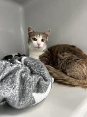 Fundtier Tier-ID 33666