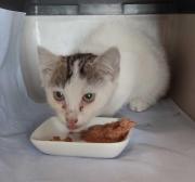 Fundtier Tier-ID 37271