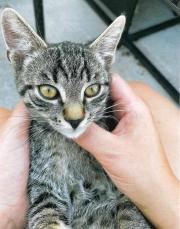 Fundtier Tier-ID 33202