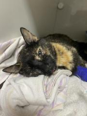 Fundtier Tier-ID 29932