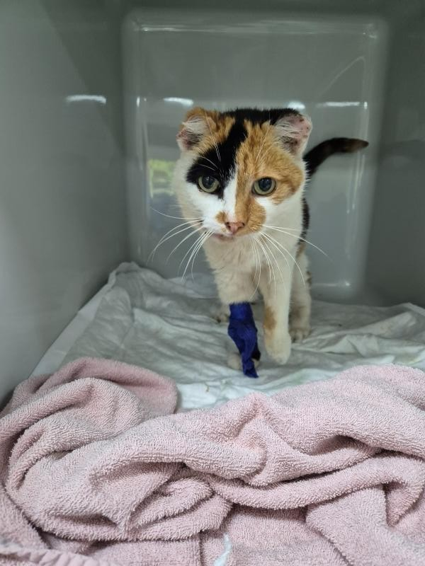 Fundtier Tier-ID 33024