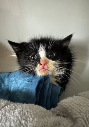 Fundtier Tier-ID 34145