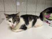 Fundtier Tier-ID 28848