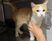 Fundtier Tier-ID 30442