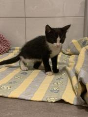 Fundtier Tier-ID 33002