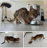 Fundtier Tier-ID 31630