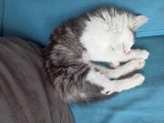 Fundtier Tier-ID 32713