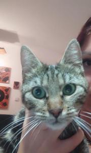 Fundtier Tier-ID 29830