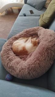 Fundtier Tier-ID 31269