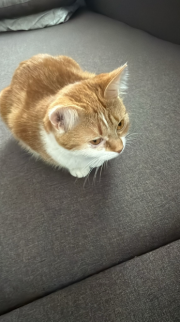 Fundtier Tier-ID 39290