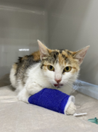 Fundtier Tier-ID 28881