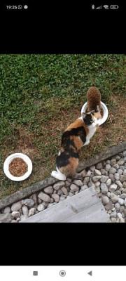 Fundtier Tier-ID 33650