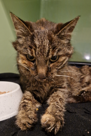 Fundtier Tier-ID 34033