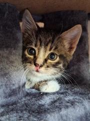 Fundtier Tier-ID 33833