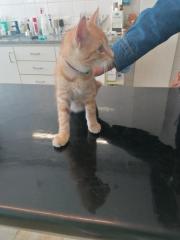 Fundtier Tier-ID 29514