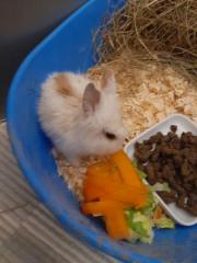 Fundtier Tier-ID 31680