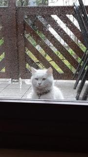 Fundtier Tier-ID 31795