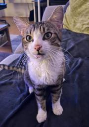 Fundtier Tier-ID 39813