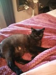 Fundtier Tier-ID 32515