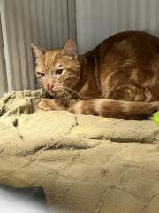 Fundtier Tier-ID 33770