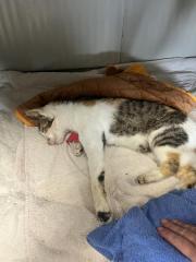 Fundtier Tier-ID 33664