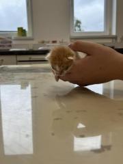 Fundtier Tier-ID 33668