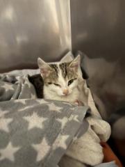 Fundtier Tier-ID 34127