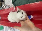 Fundtier Tier-ID 34377