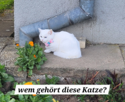 Fundtier Tier-ID 36273