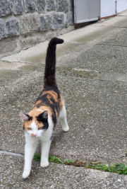 Fundtier Tier-ID 38052