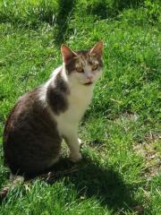 Fundtier Tier-ID 31915