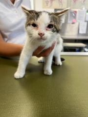 Fundtier Tier-ID 33665