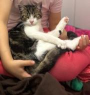 Fundtier Tier-ID 38928