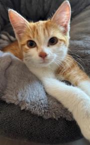 Fundtier Tier-ID 37942