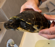 Fundtier Tier-ID 37346