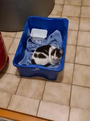 Fundtier Tier-ID 33663