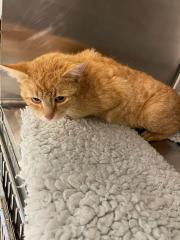 Fundtier Tier-ID 32231