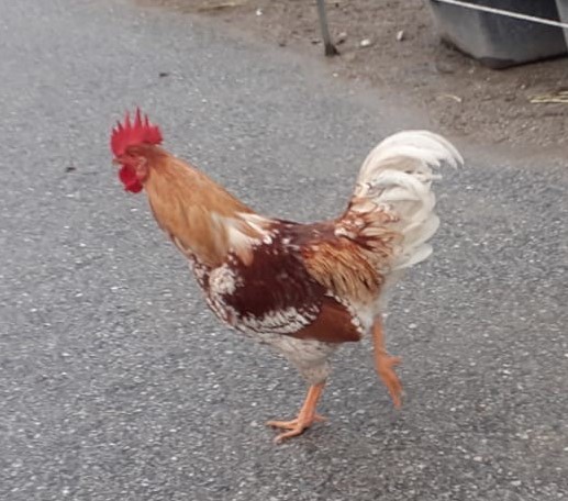 Geflügel
