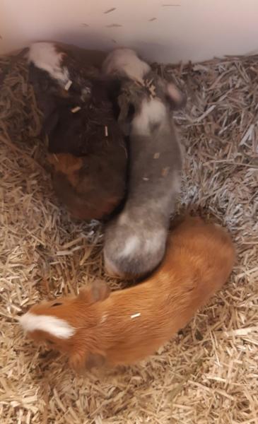 Meerschweinchen