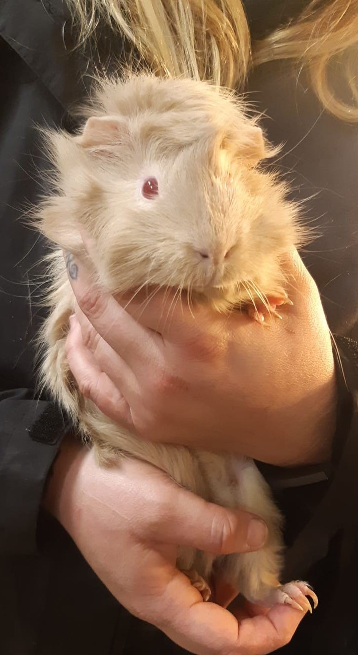 Meerschweinchen