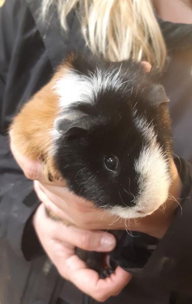 Meerschweinchen