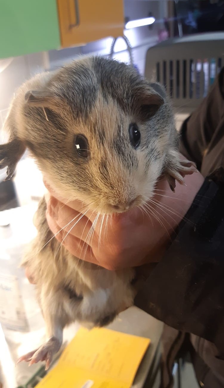 Meerschweinchen