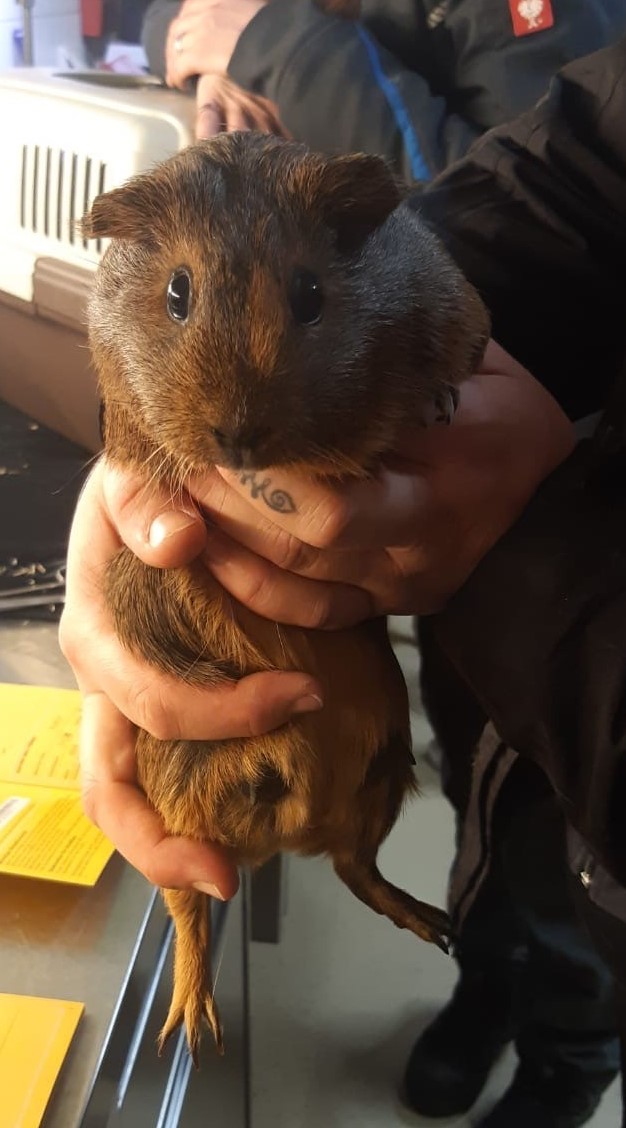 Meerschweinchen