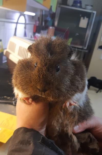 Meerschweinchen