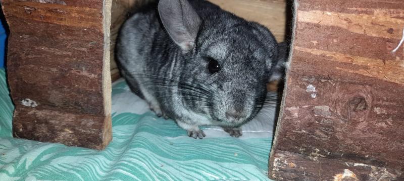 Fundtier Tier-ID 23156