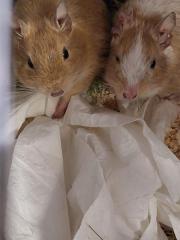 Fundtier Tier-ID 26438