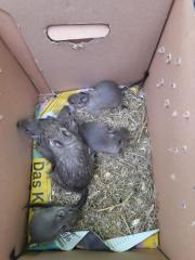 Fundtier Tier-ID 26661