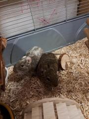 Fundtier Tier-ID 27435