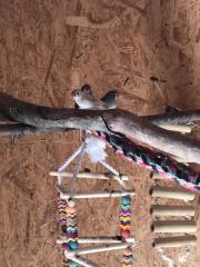 Fundtier Tier-ID 25623